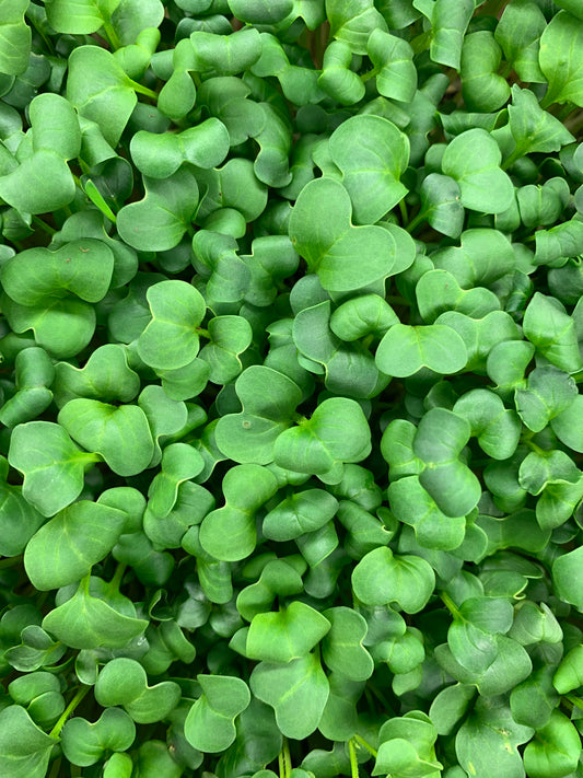 Daikon Radish Microgreens