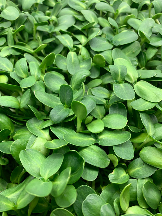 Sunflower Shoots