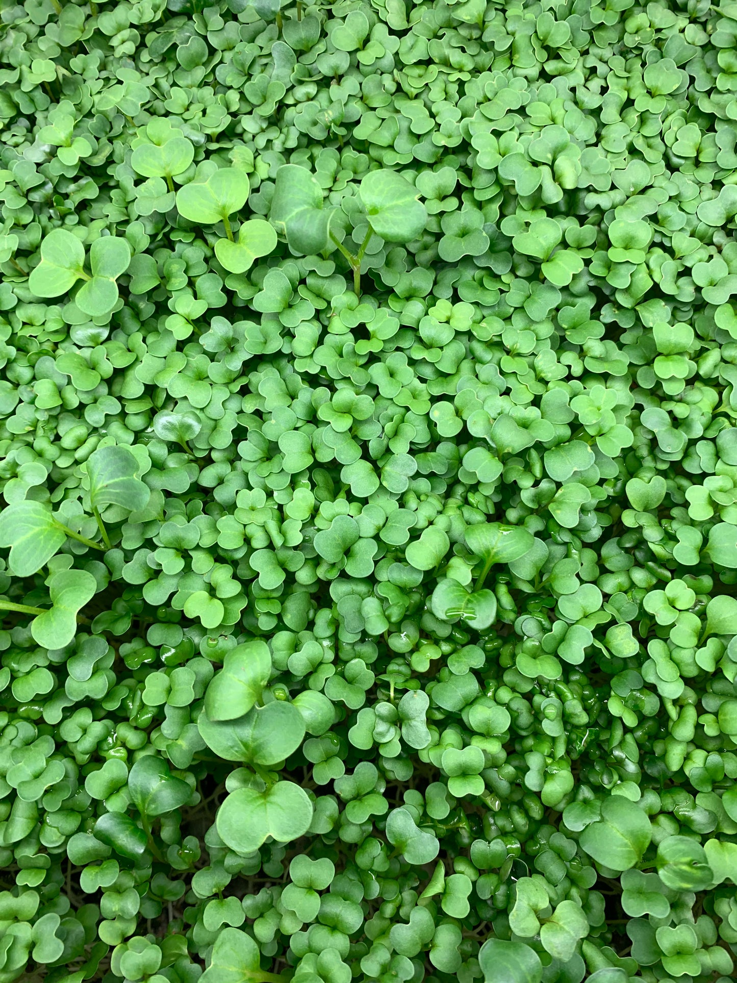 Broccoli Brassica Blend Microgreens