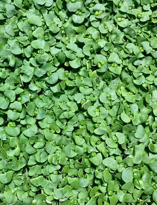 Genovese Basil