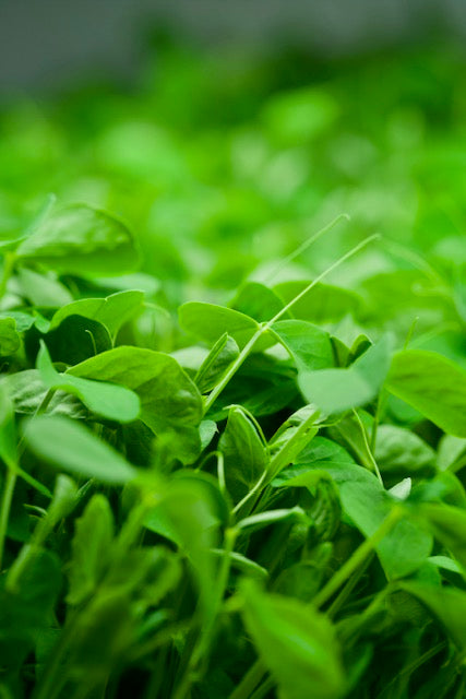 Speckled Pea Shoots