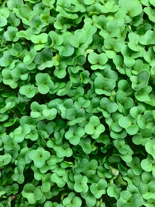 Broccoli Microgreens