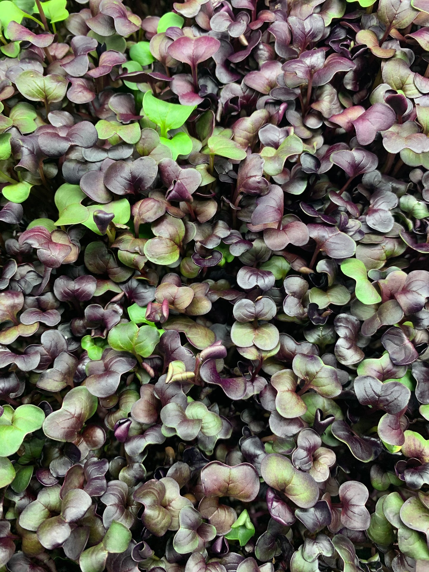 Red Radish Microgreens